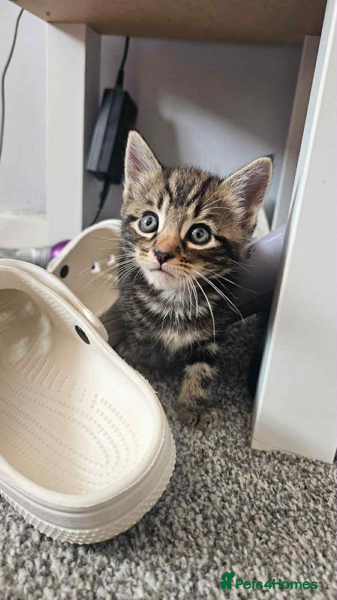 Mixed Breed cats for sale: 3 male kittens - Image 1