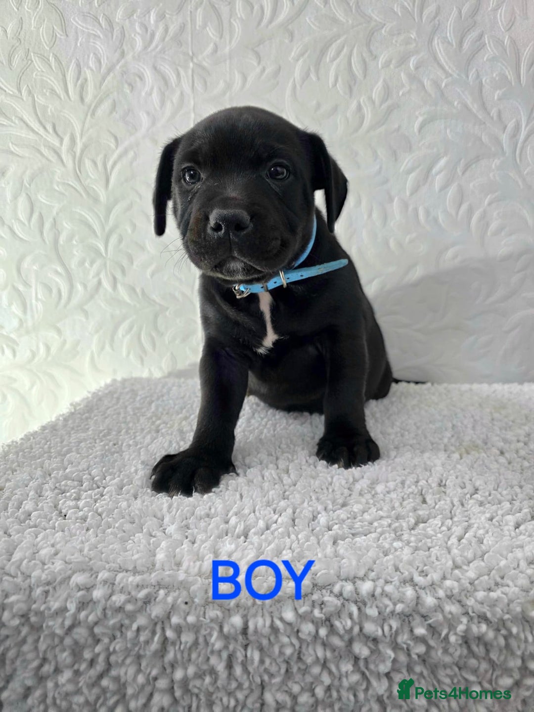 Staffordshire Bull Terrier dogs for sale: Kc reg black blue staffy puppies  - Image 20