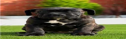 Cane Corso dogs for sale: 🐾 European Champion Bloodline Cane Corso Puppies - Advert 4