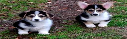 Welsh Corgi Pembroke dogs for sale: 1 boy 1 girl KC Pembroke Corgis  - Advert 1