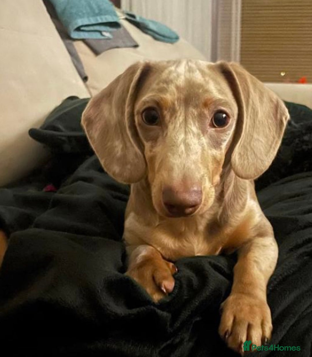 Miniature Dachshund dogs for sale: 💎RARE BREED/RARE BLOODLINE🩸 DACHSHUND PUPS 🐾 💕 - Advert 3
