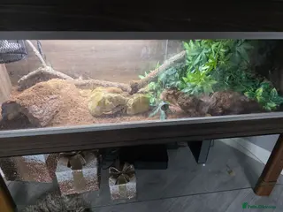 Gecko reptiles Leopard gecko. - Advert 2