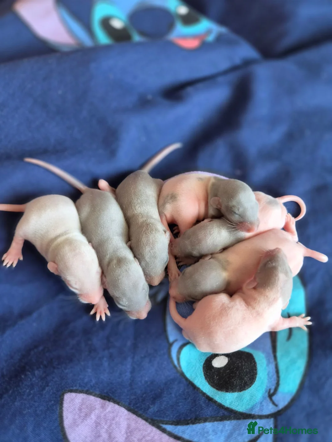 Rat rodents for sale: Stunning litter of Dumbo rats. - Advert 2