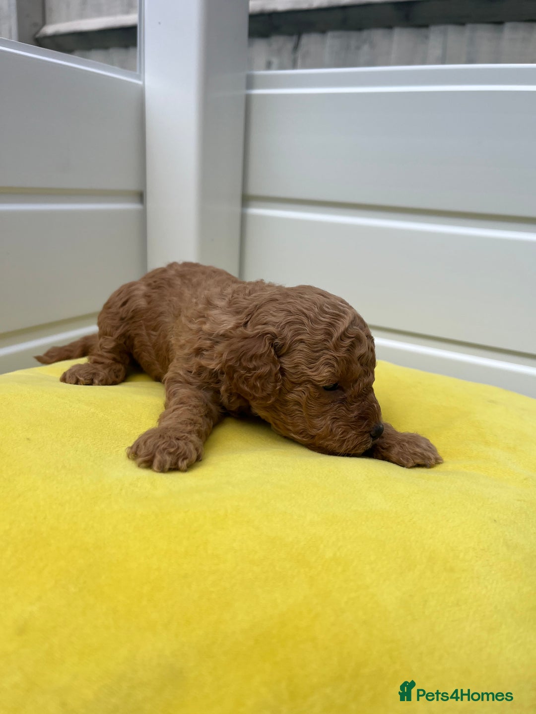 Toy Poodle dogs for sale: Adorable Toy Poodle Pups Looking for Forever Homes - Image 3