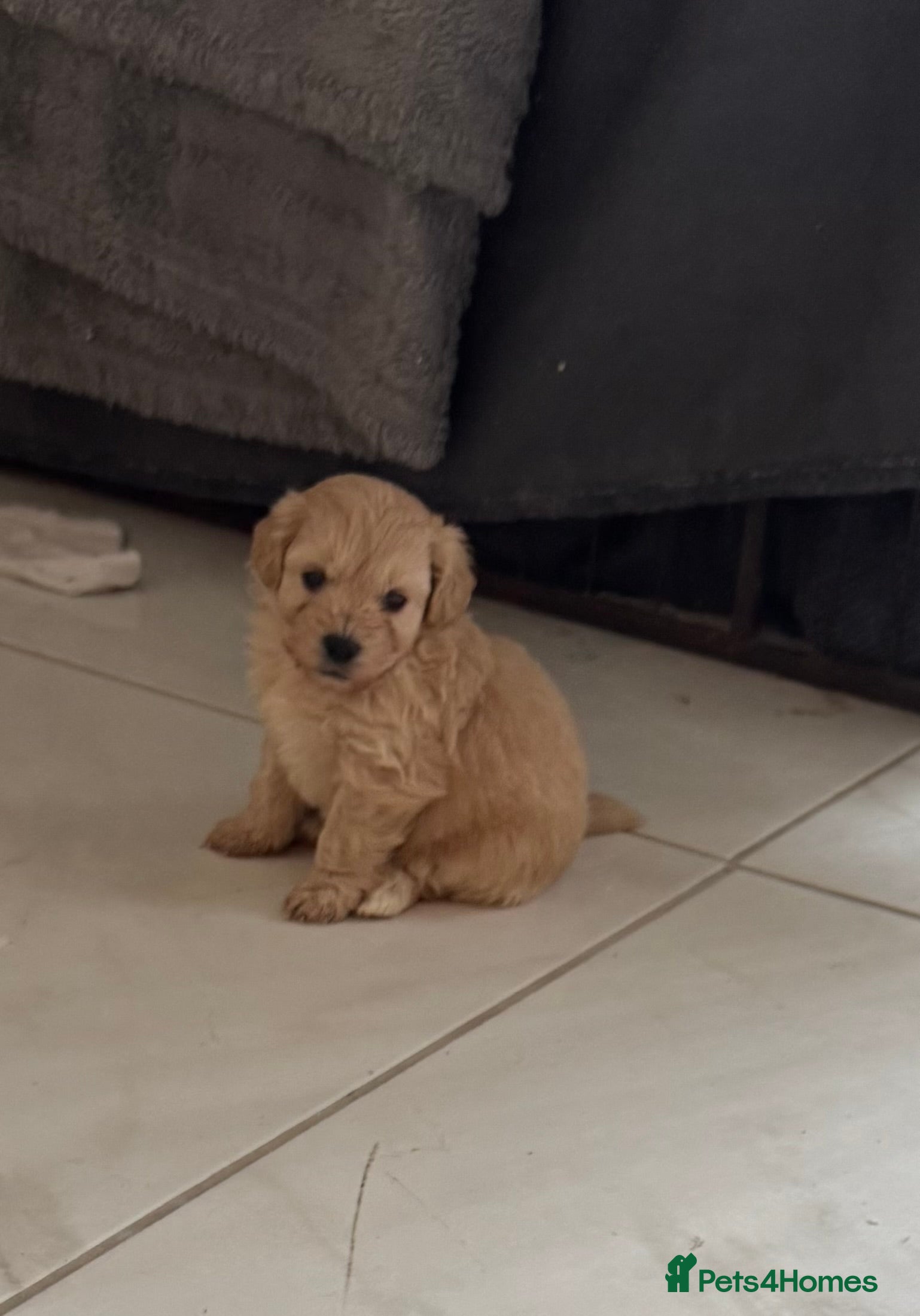 Poochon dogs poochon Pupoies  - Advert 1