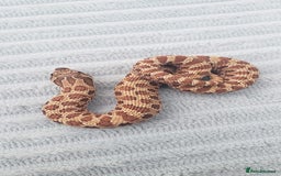 Snake reptiles for sale: Western Hognose CB25 babies UPDATED - Image 13