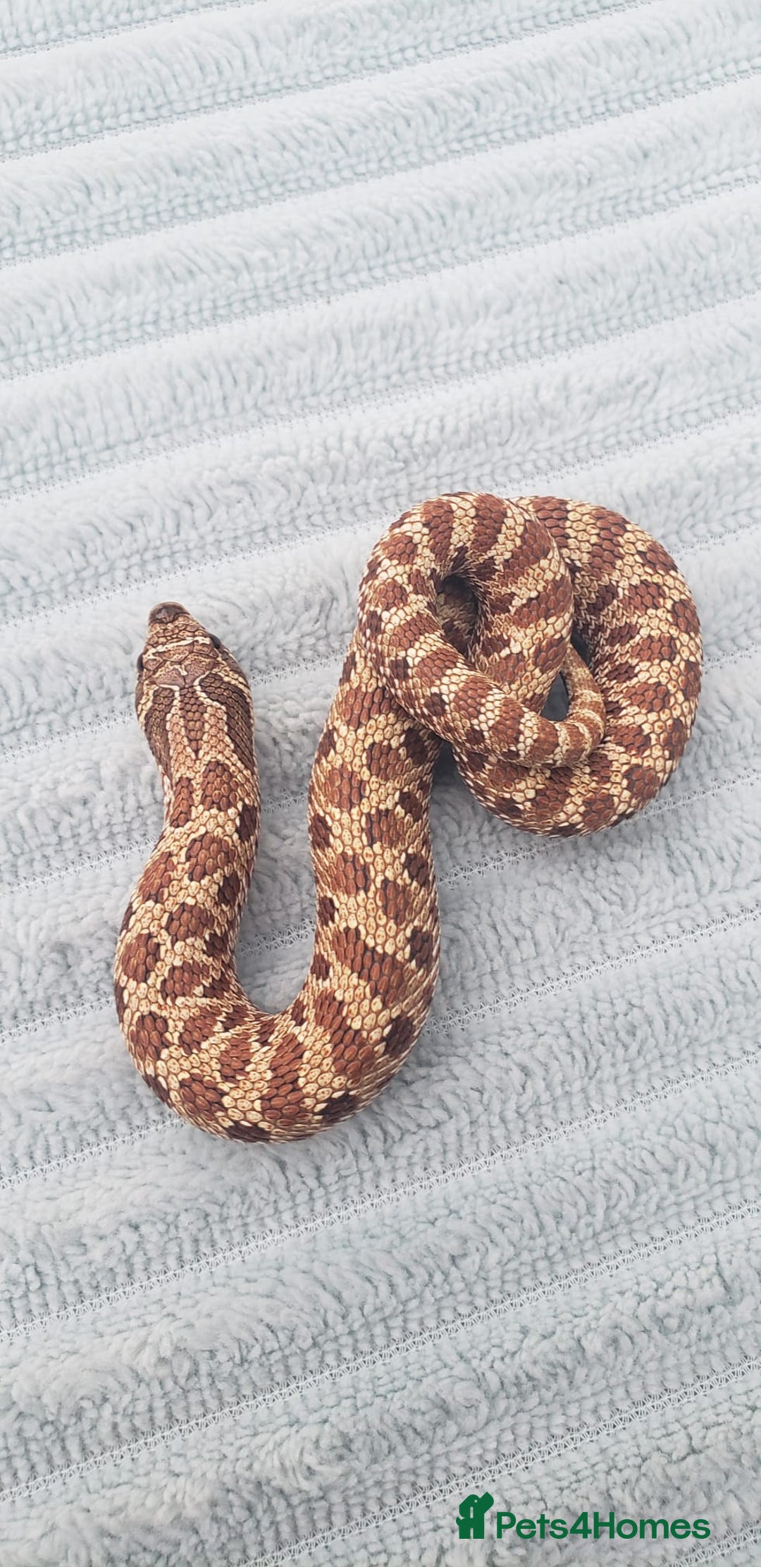 Snake reptiles for sale: Western Hognose CB25 babies UPDATED - Image 13