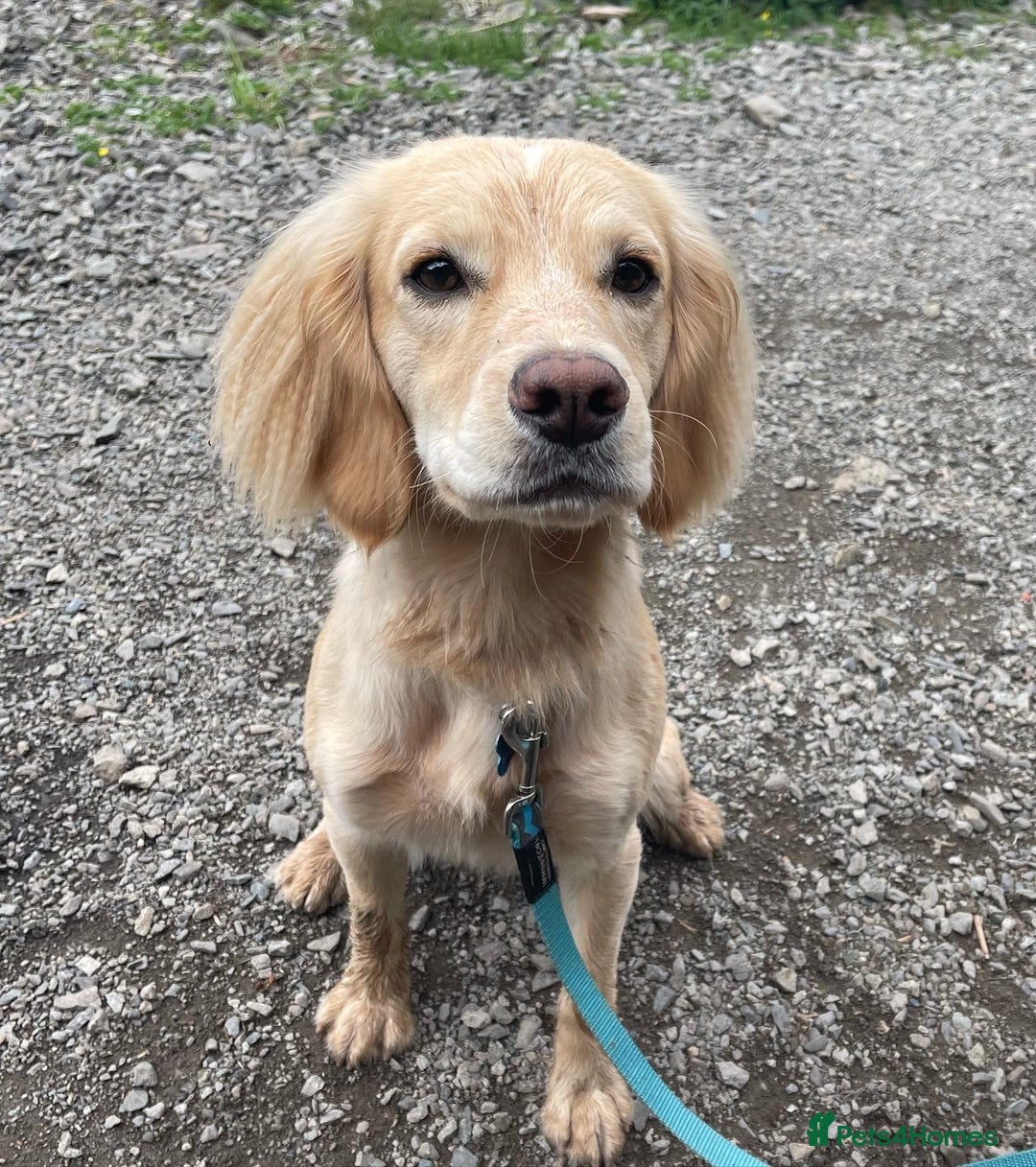 Cocker Spaniel dogs for stud: Proven Working Cocker Spaniel stud - KC Registered in Cockermouth - Advert 8