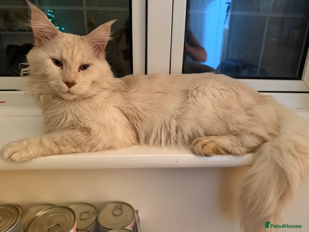 Maine Coon cats for sale: Maine Coon Cross Kittens  - Advert 37