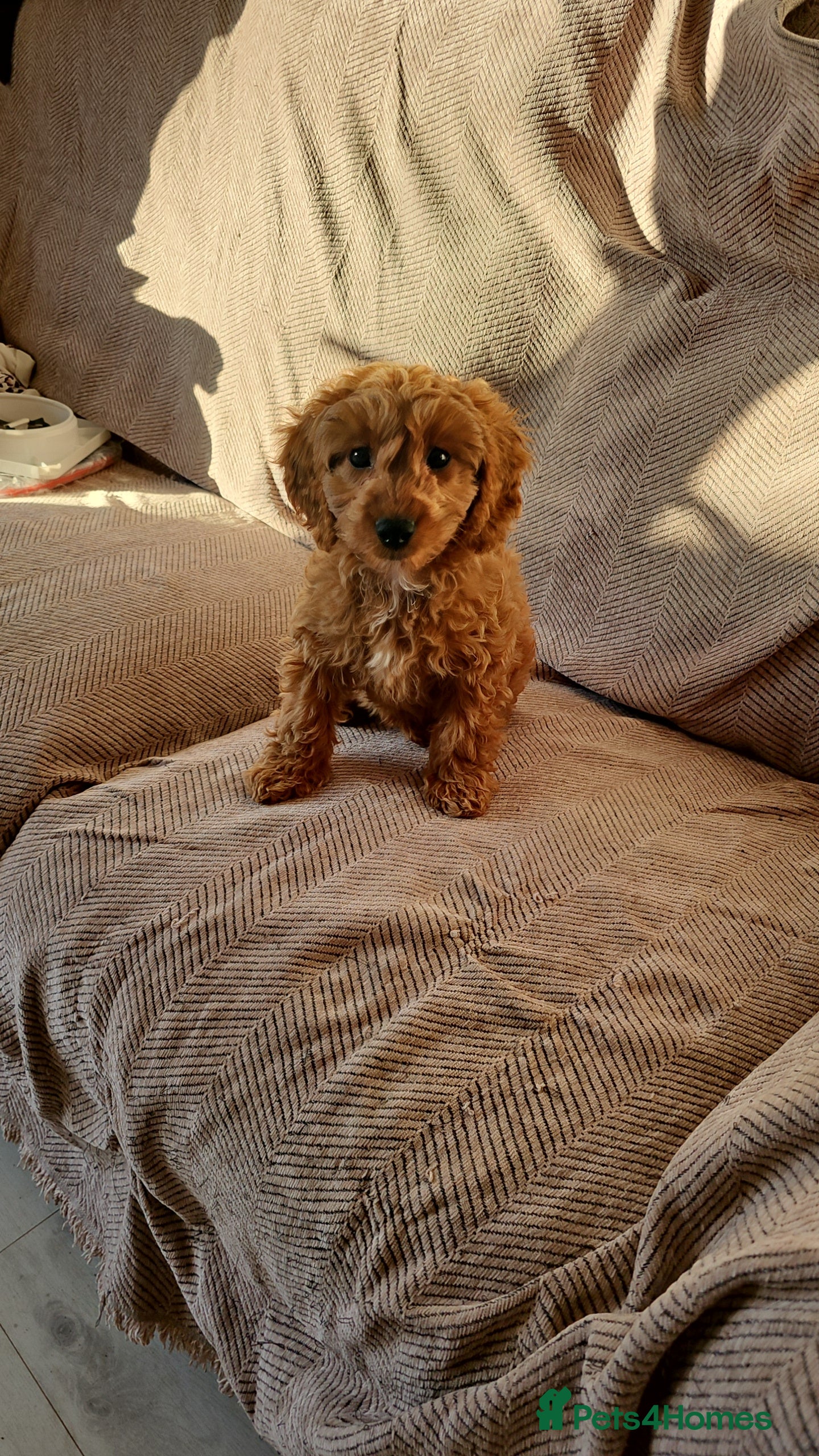 Cavapoo dogs Heart melting Cavapoo boy!! - Advert 2