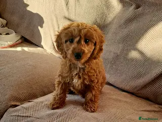 Cavapoo dogs Heart melting Cavapoo boy!! - Advert 2