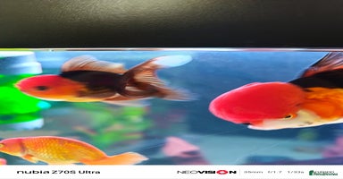 Fancy Goldfish fish - Advert 14