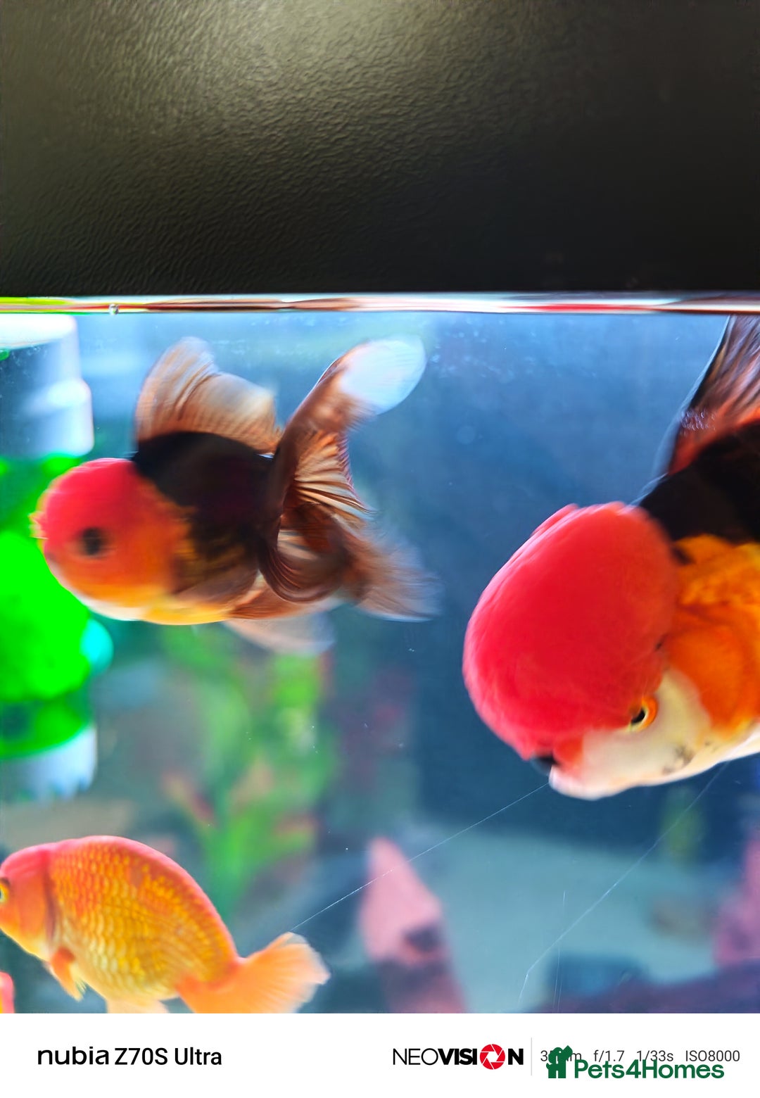 Fancy Goldfish fish for sale: Fancy gold fish orandas  - Image 2