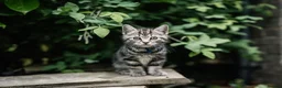 Mixed Breed cats for sale: LAST 2: British shorthair kittens - Advert 15