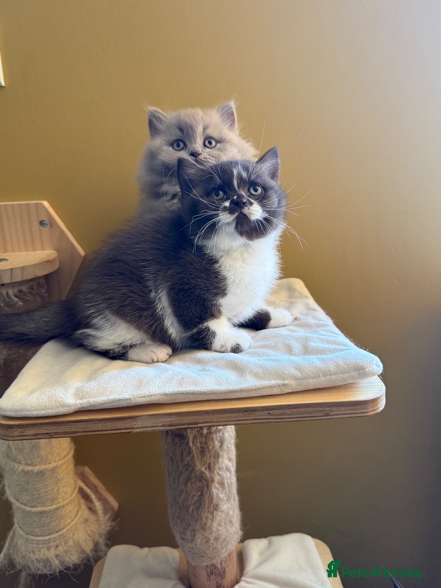 British Shorthair cats Beautiful British shorthairs  - Advert 6