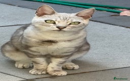 Bengal cats for sale: 2 year old female neutered bengal for sale  - Advert 3