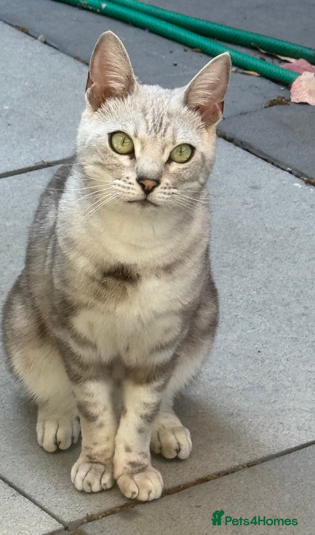 Bengal cats for sale: 2 year old female neutered bengal for sale  - Advert 3