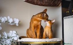 Abyssinian cats for sale: Vanilla Boy-Exceptional Abyssinian-Champion line - Advert 19