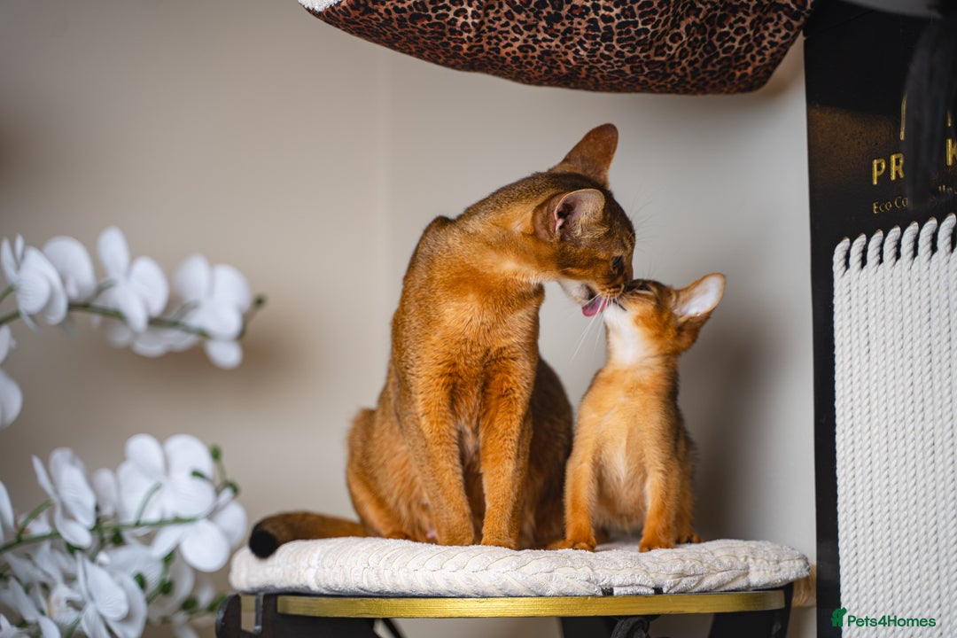 Abyssinian cats for sale: Vanilla Boy-Exceptional Abyssinian-Champion line - Advert 19
