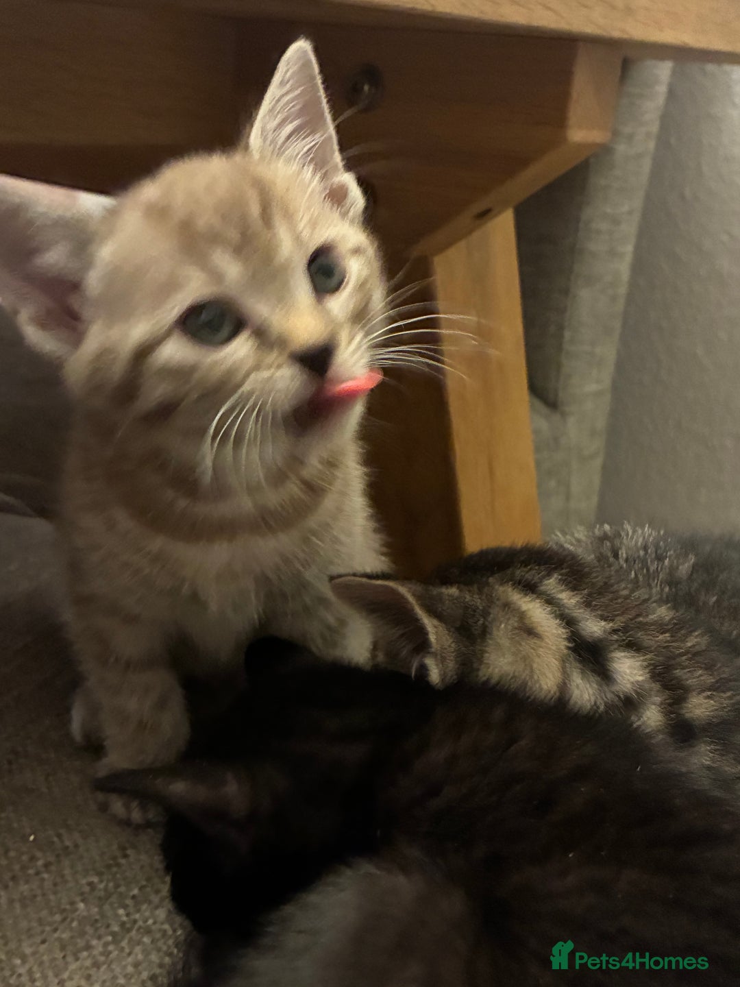 Bengal cats for sale: Beautiful Snow Minx - Image 4