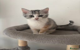 Scottish Fold cats for sale: Scottish fold kittens  - Image 2