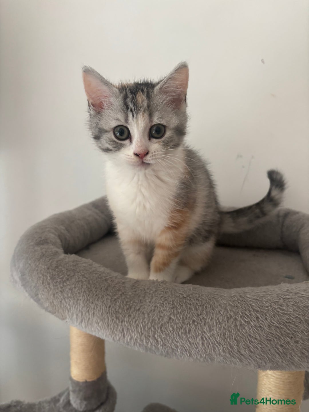 Scottish Fold cats for sale: Scottish fold kittens  - Image 2
