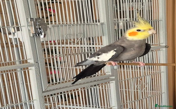 Cockatiels birds - Advert 9