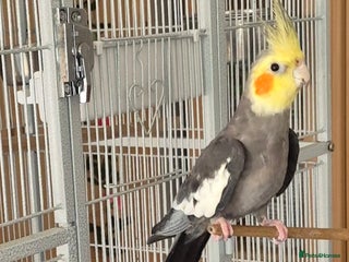 Cockatiels birds - Advert 1