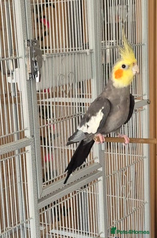 Cockatiels birds - Advert 5