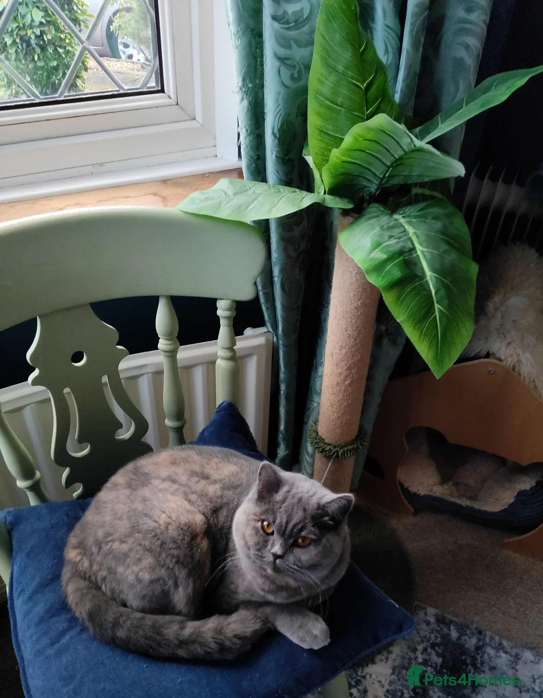 British Shorthair cats for sale: Two fantastic BSH pedigree sisters GCCF registered - Advert 7