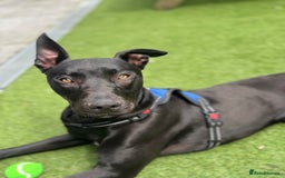 Mixed Breed dogs for sale: Reggie looking for a new loving home  - Image 8