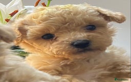 Poochon dogs for sale: F1B Poochon’s - Image 7