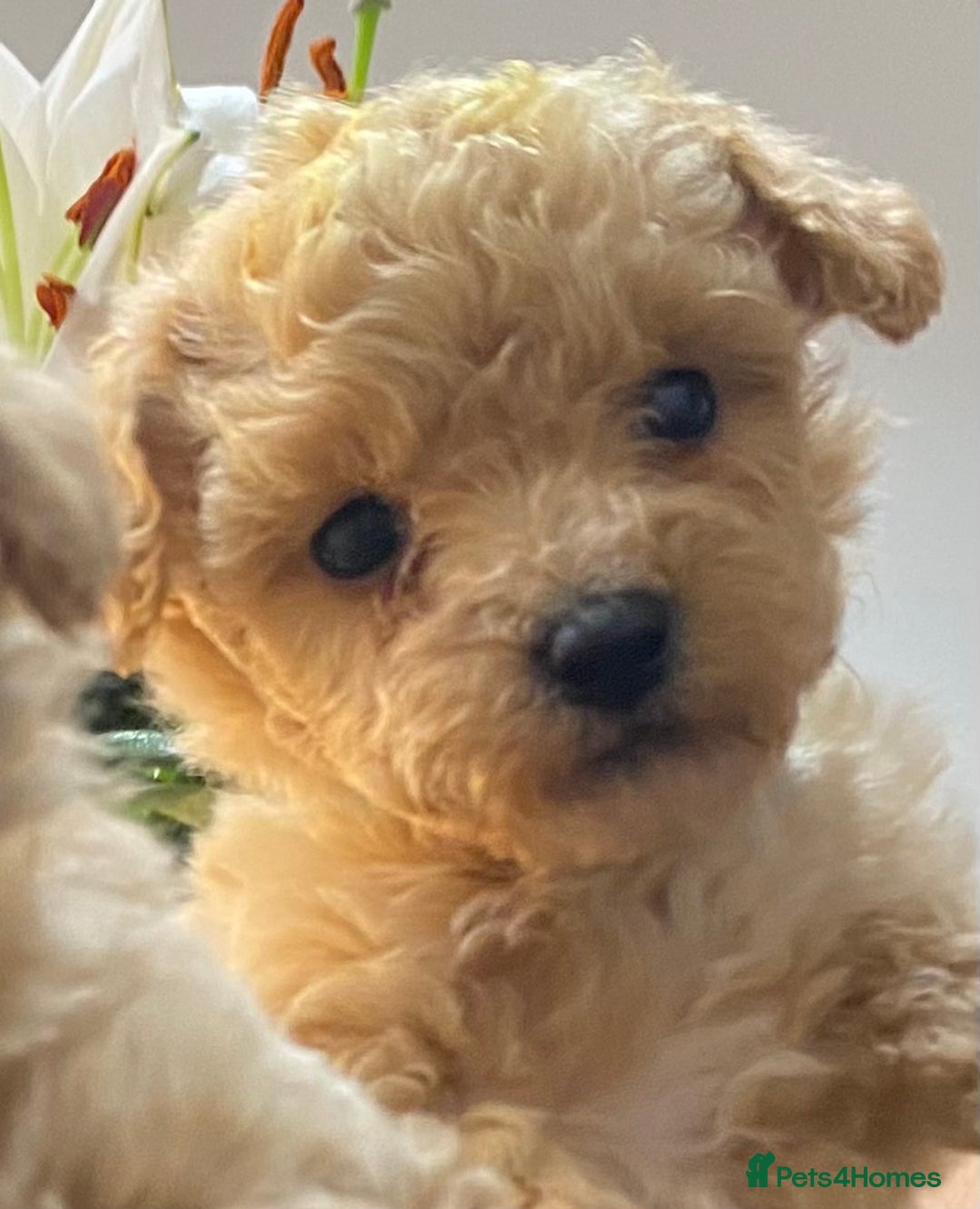 Poochon dogs for sale: F1B Poochon’s - Image 7