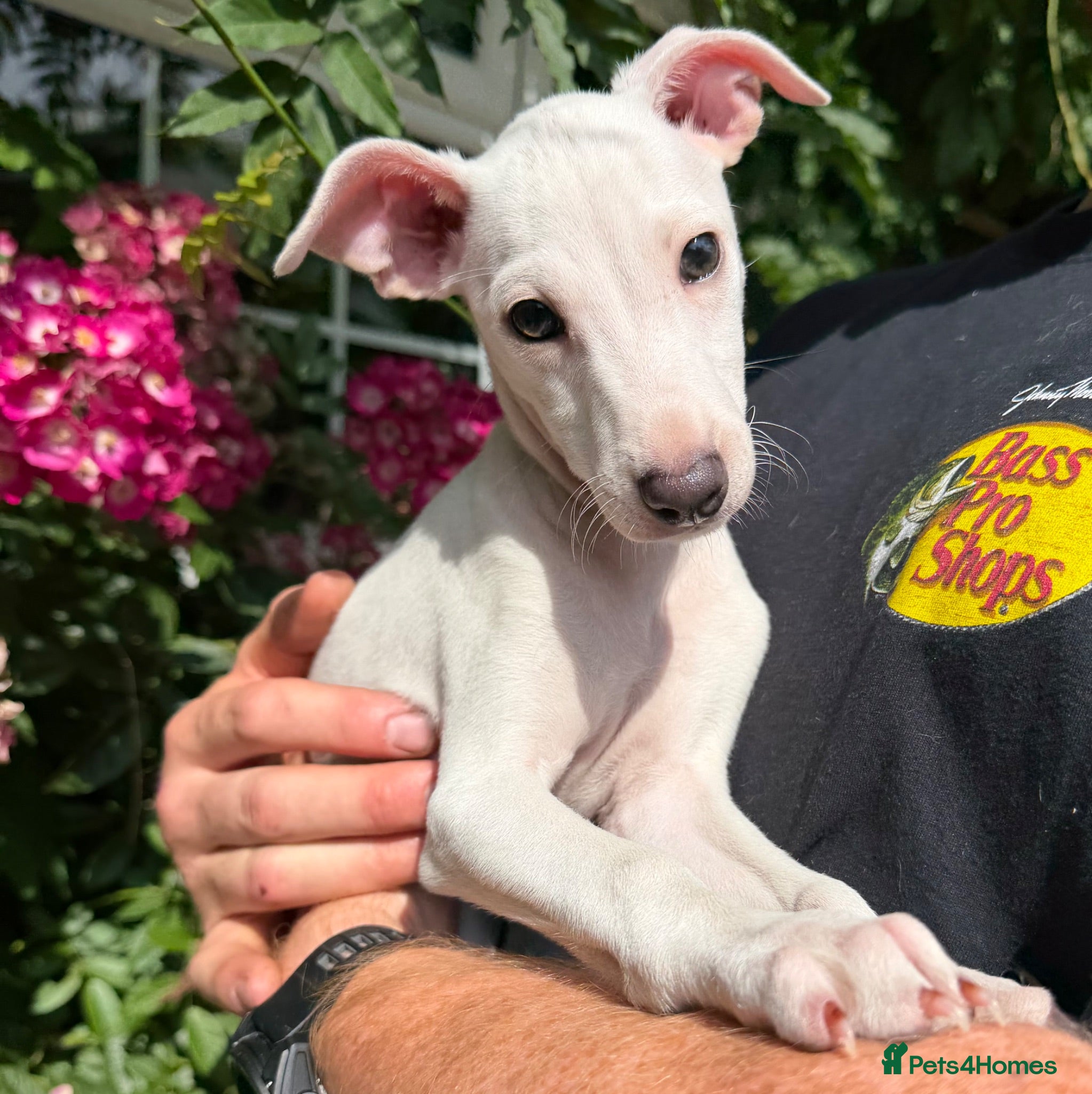 Italian Greyhound dogs 🐾Stunning cream kc registered iggys🐾 - Advert 1