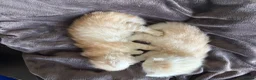 British Longhair cats for sale: Beautiful British Longhair Boys!! in Slough - Advert 7