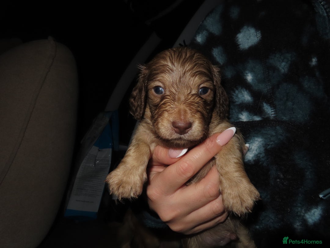 Miniature Dachshund dogs for sale: Long-Haired KC Miniature Dachshund Puppies  - Advert 9