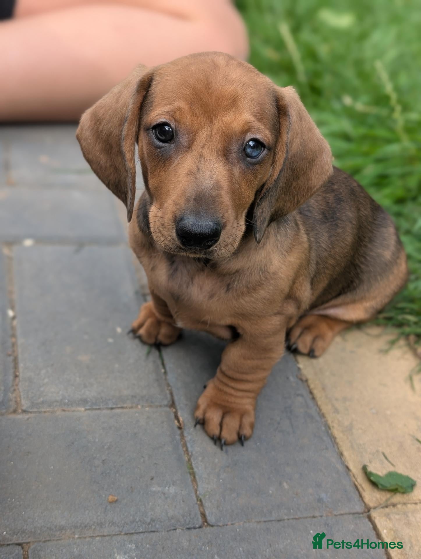 Dachshund dogs Champion Line Standard Dachshund  - Advert 2