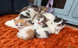 Norwegian Forest Cat cats for sale: 5 beautiful friendly boys - Image 16