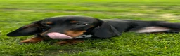 Dachshund dogs for sale: Dachshund  in Wisbech - Advert 7