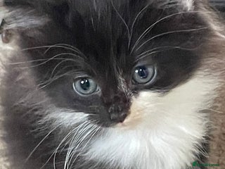 Mixed Breed cats - Advert 17