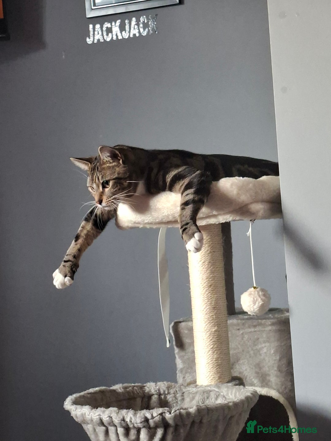 Domestic Shorthair cats for sale: Male and female - Advert 10