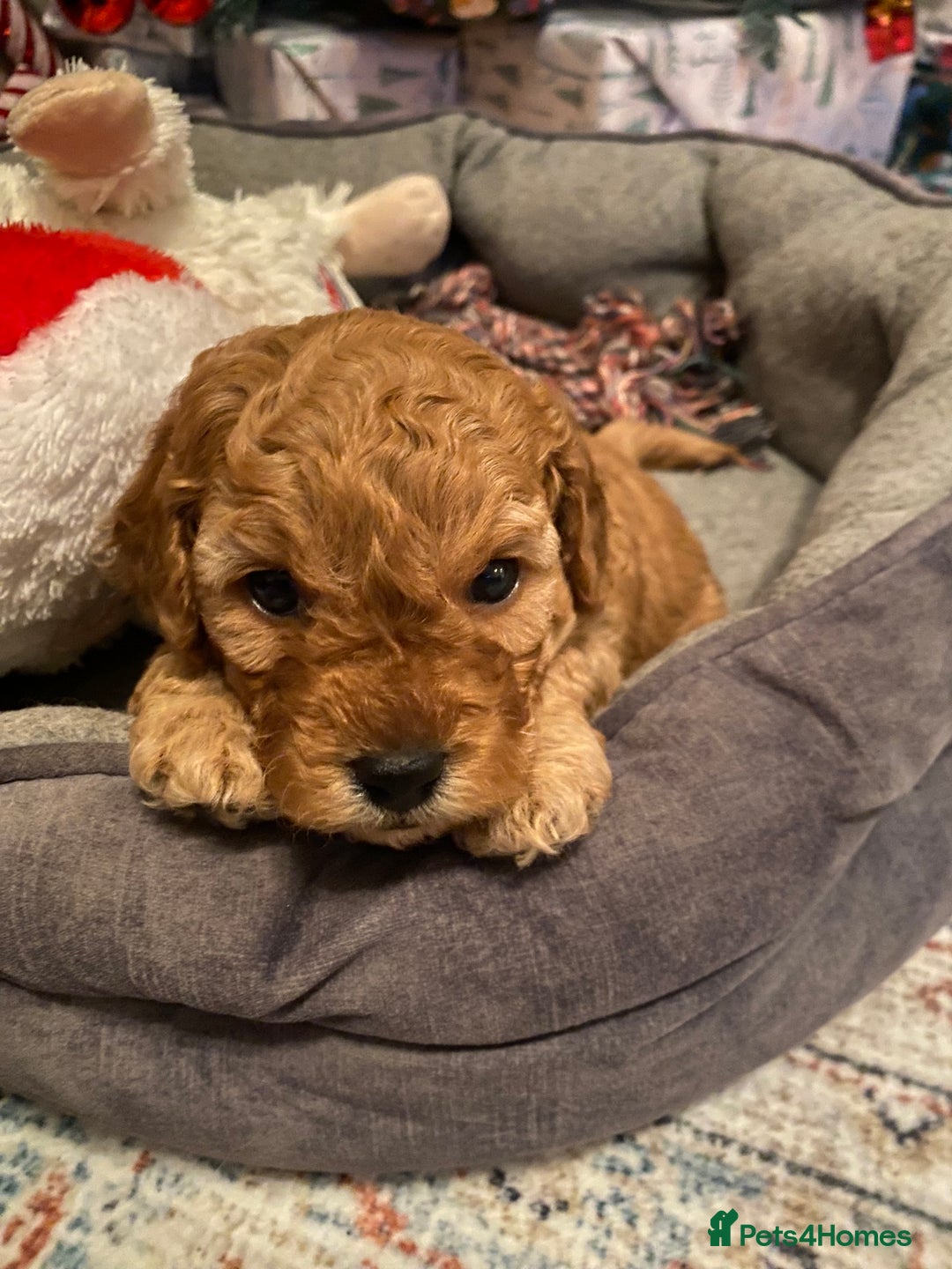 Cavapoo dogs for sale: F1B Toy Red Cavapoos for Sale - Advert 7
