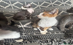 Devon Rex cats for sale: 1 girl left Devon Rex Kittens – Exceptional Type  in Stamford - Image 32