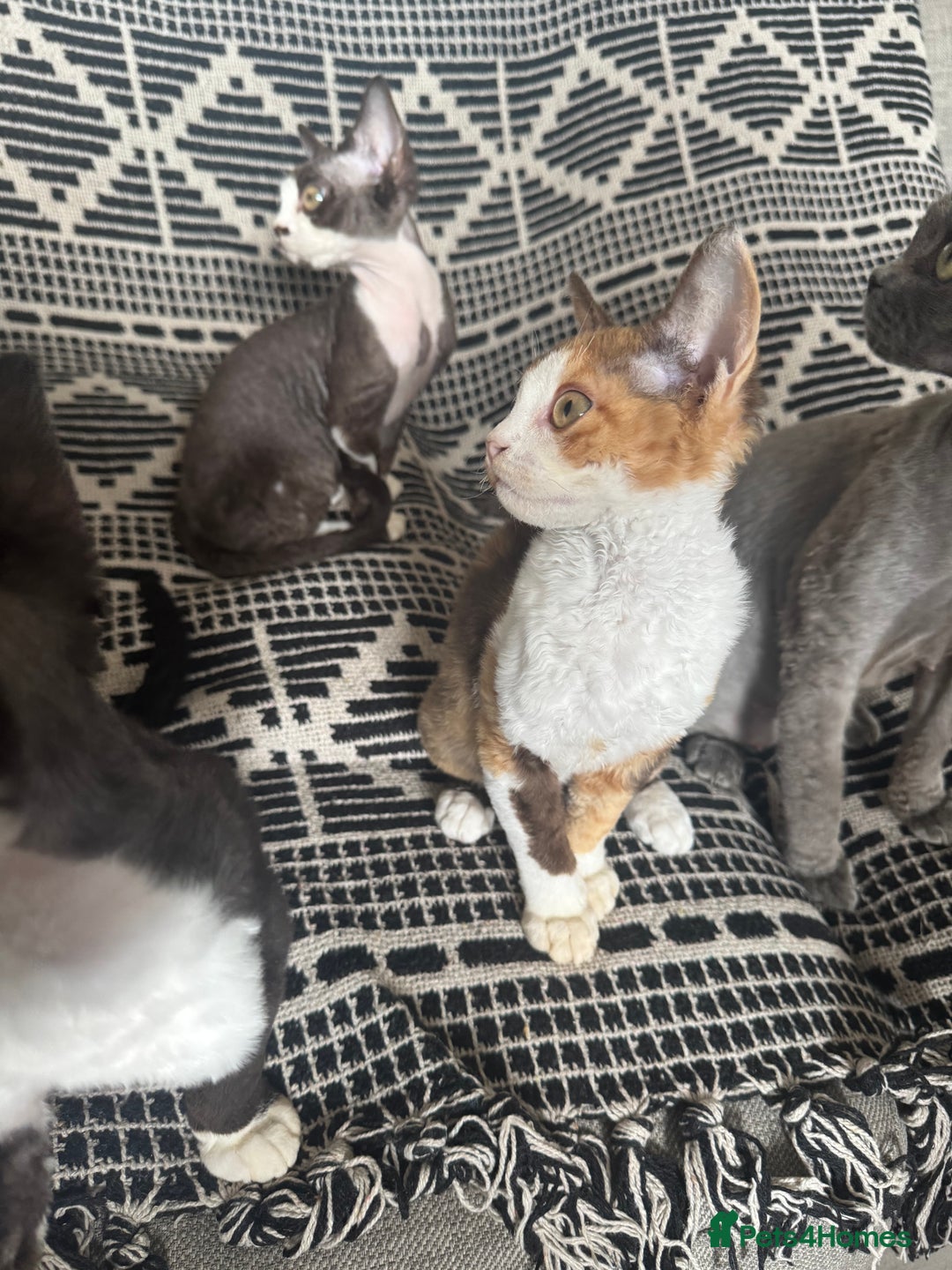 Devon Rex cats for sale: 1 girl left Devon Rex Kittens – Exceptional Type  in Stamford - Image 32