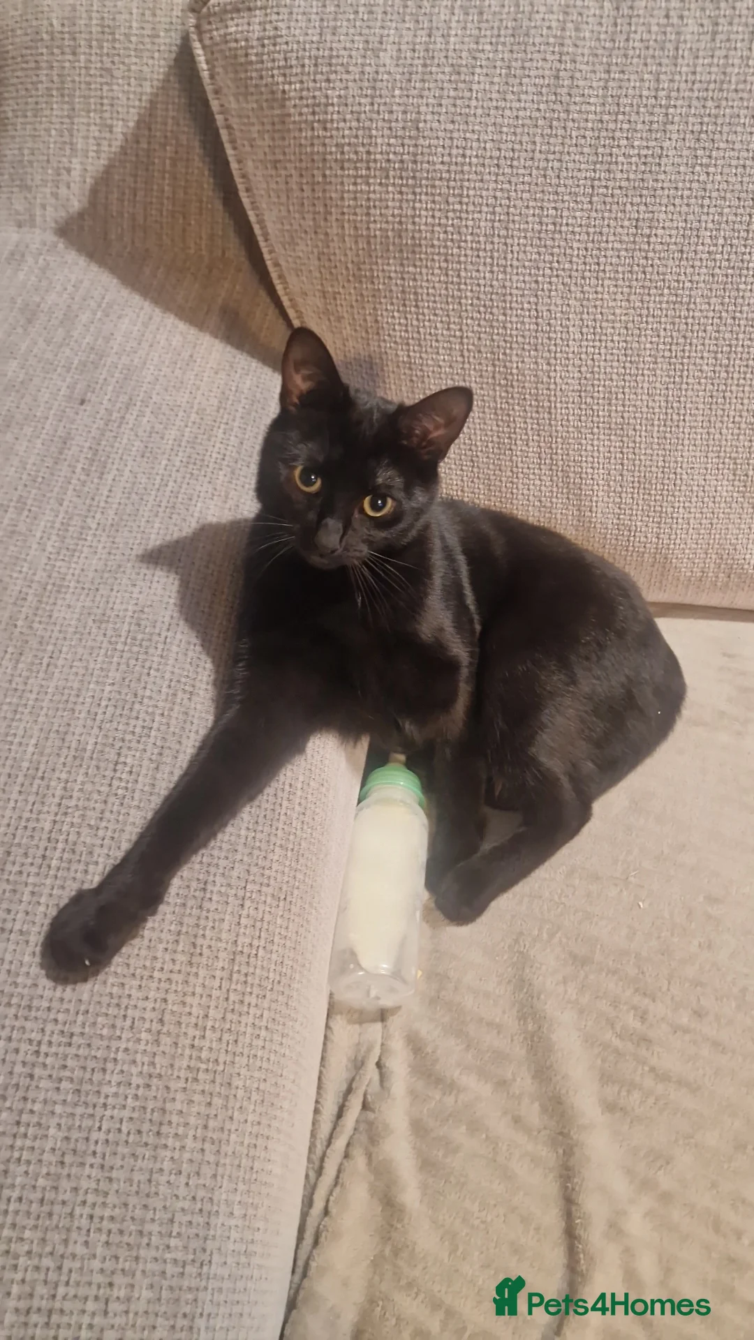 British Shorthair cats for sale: Milo kobie and shadow  - Advert 6