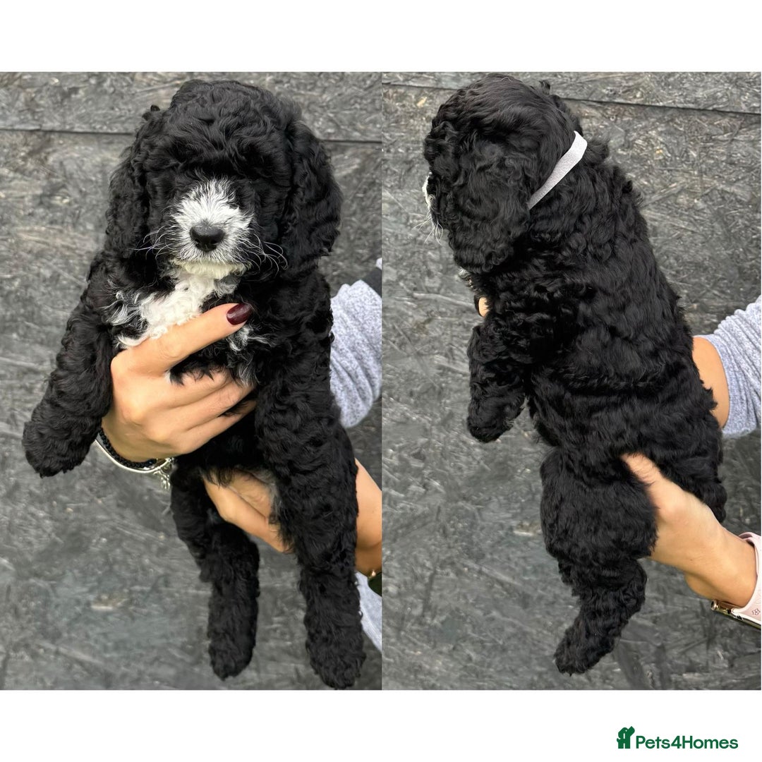 Cockapoo dogs for sale: stunning cockapoos for sale - Image 4