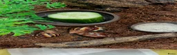 Snails invertebrates for sale: Albino Tiger Stripe Giant Snails & Full Setup - Advert 13