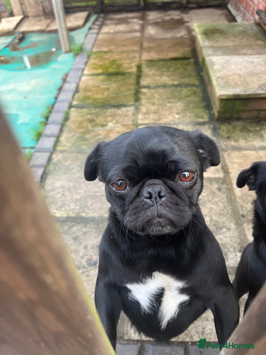 Pug dogs for sale: 2x 14month black pug bitches - Image 10