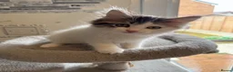 Ragdoll cats for sale: Beautiful Ragdoll kittens - Advert 10