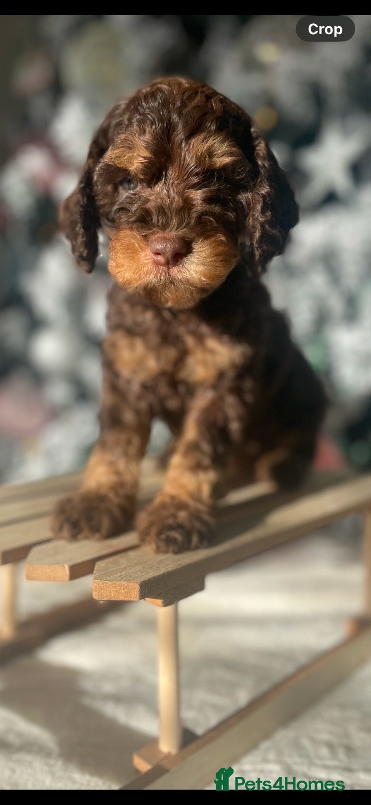 Cockapoo dogs WAITLIST FOR CHOCOLATE TAN COCKAPOOS NOW OPEN - Advert 1
